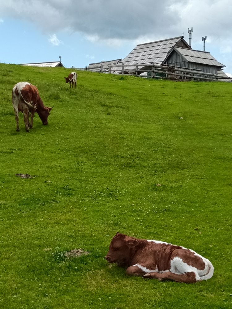 Veliká planina ve Slovinsku - krávy a salaše
