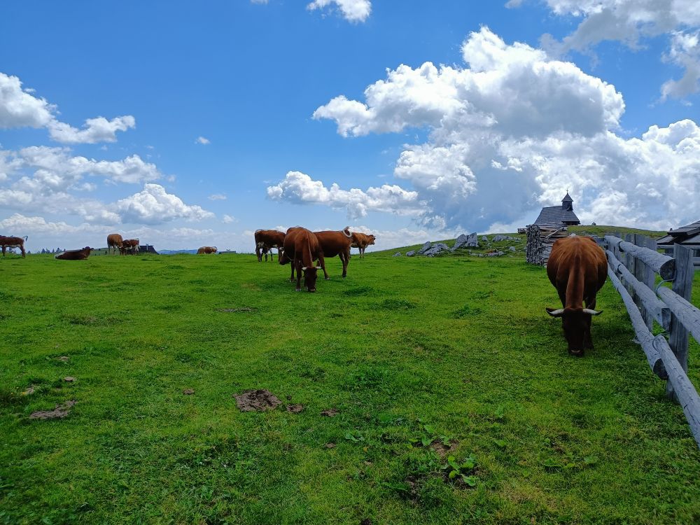Velika Planina - krávy